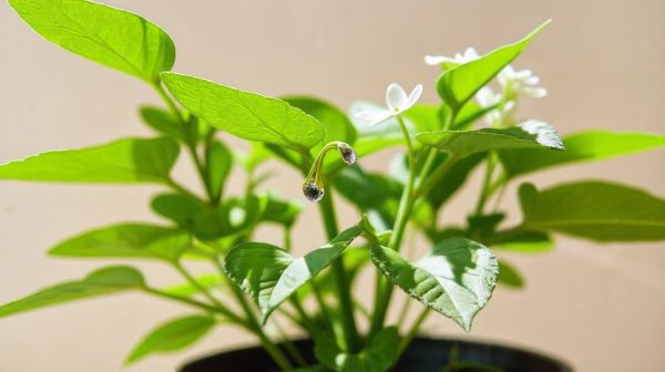 10 avantages du CBD bio pour une meilleure santé