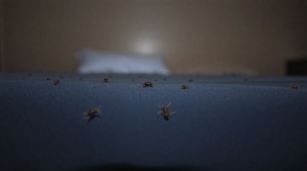 Top astuces pour reconnaître les piqûres de punaises de lit
